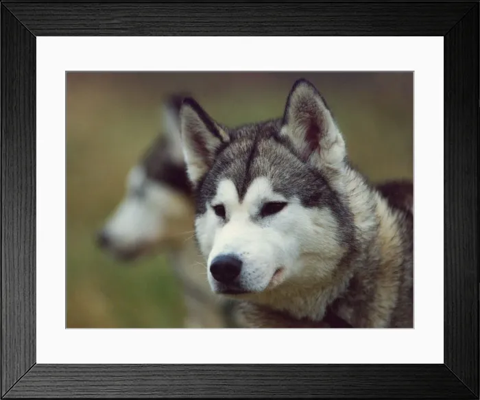 Framed Print : Huskies waiting to race