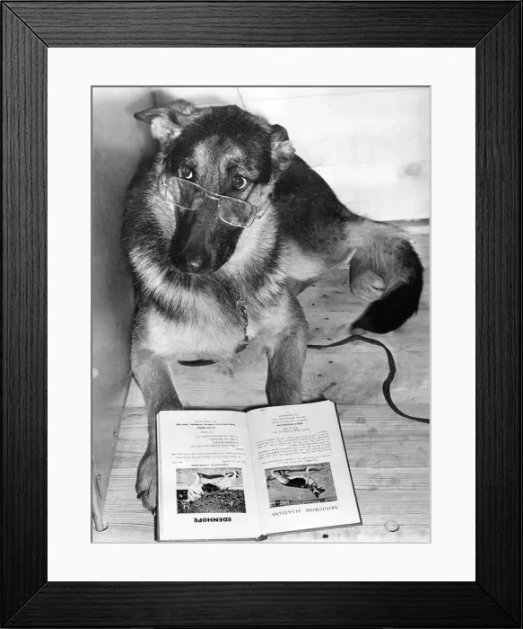 Framed Print : Studying form at Olympia today. Montorose Valentine Framed Print : Studying form at Olympia today. Montorose Valentine