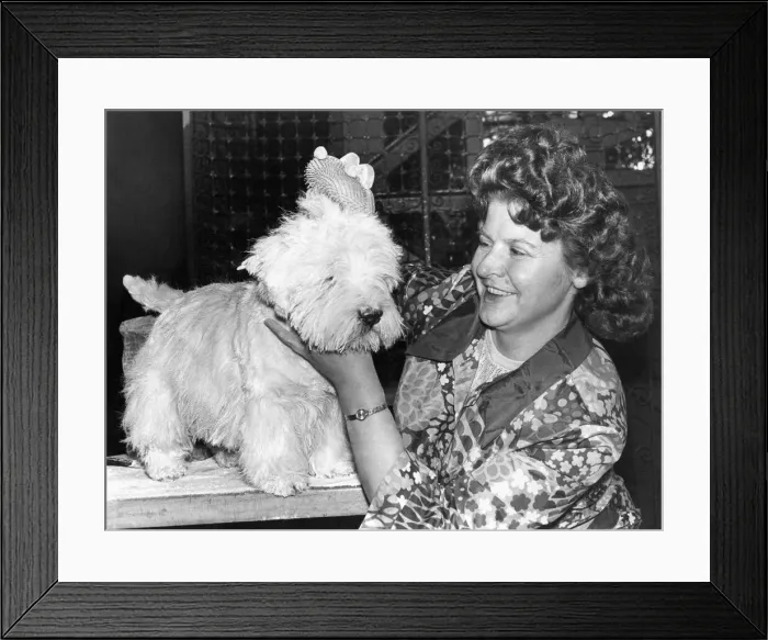 Framed Print : Mrs. S. Wright of Sacriston, Co. Durham seen grooming her West Highland Terrier Framed Print : Mrs. S. Wright of Sacriston, Co. Durham seen grooming her West Highland Terrier