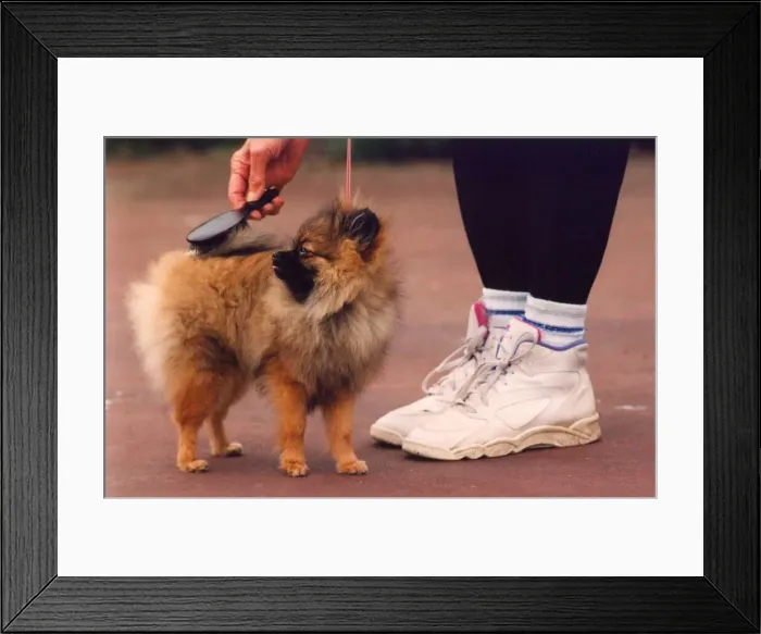 Framed Print : This Pomeranian needs alot of pampering Framed Print : This Pomeranian needs alot of pampering