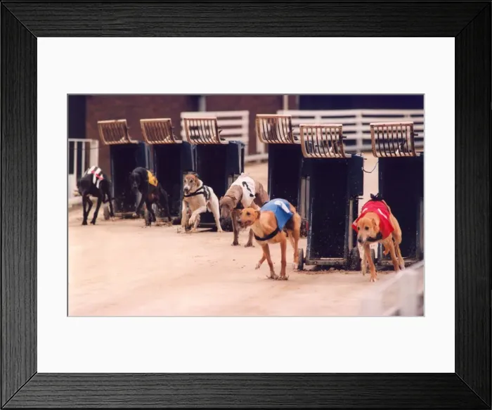 Framed Print : Greyhounds racing Framed Print : Greyhounds racing