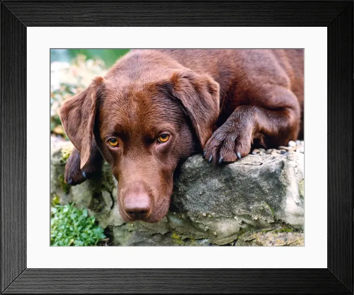 Framed Print : A chocolate brown Labrador Framed Print : A chocolate brown Labrador