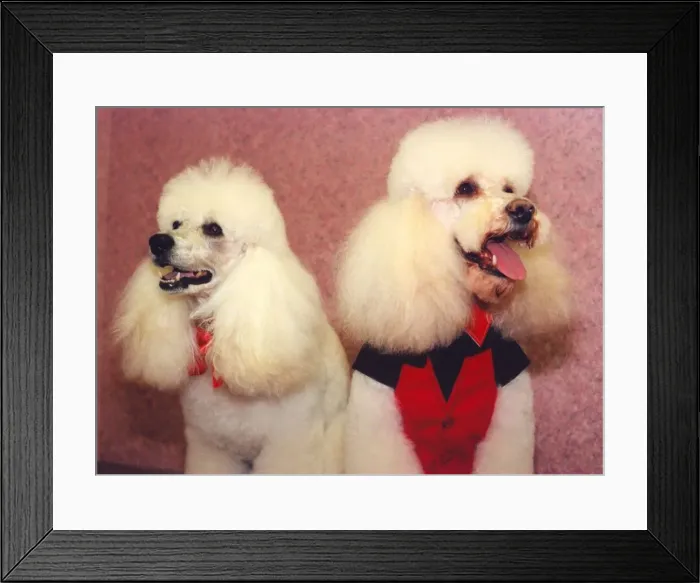 Framed Print : Poodles Tyson and Lee who have been pampered Framed Print : Poodles Tyson and Lee who have been pampered