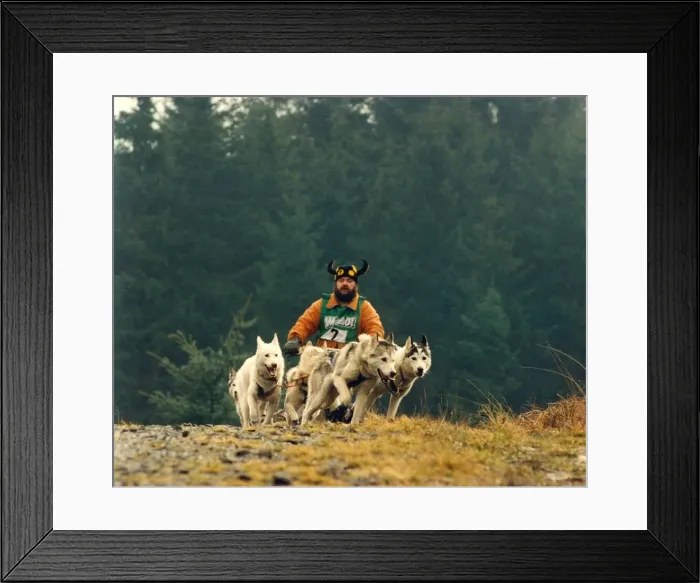 Framed Print : Husky racing at Kielder Forest Framed Print : Husky racing at Kielder Forest