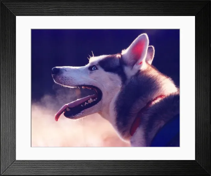 Framed Print : A Husky waiting to race Framed Print : A Husky waiting to race