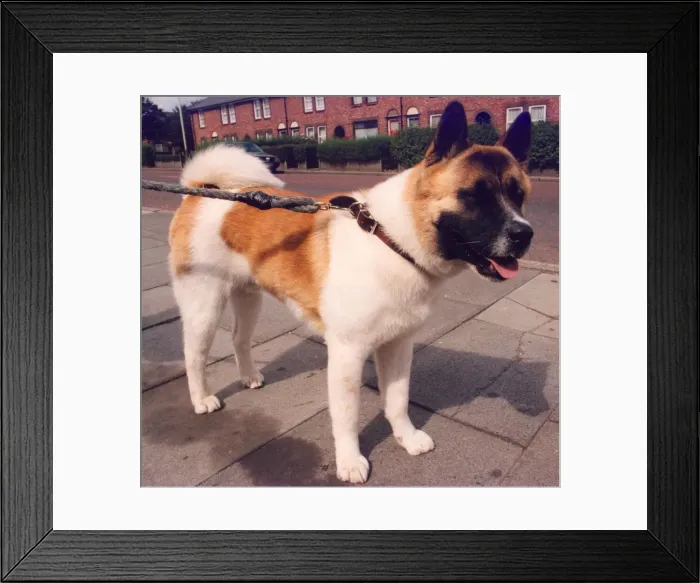 Framed Print : A pet Husky Framed Print : A pet Husky
