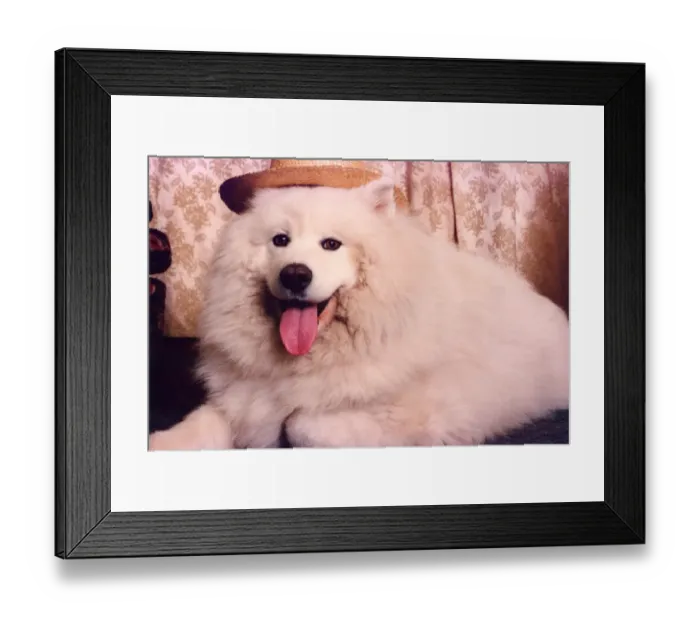 Framed Print : Lib - An eight stone Siberian Husky or Samoyed Framed Print : Lib - An eight stone Siberian Husky or Samoyed