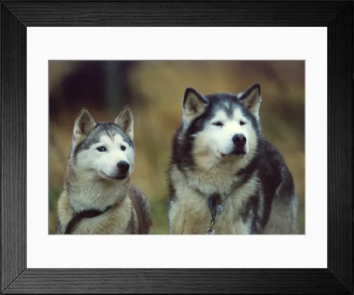 Framed Print : Husky racing at Kielder Forest Framed Print : Husky racing at Kielder Forest