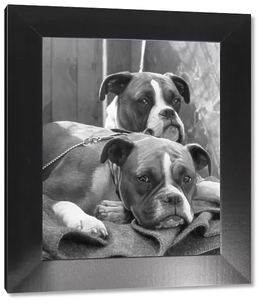 Two sad looking Boxer dogs