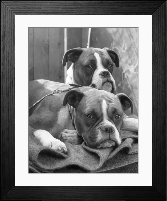 Framed Print : Two sad looking Boxer dogs Framed Print : Two sad looking Boxer dogs