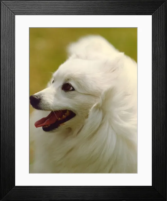 Framed Print : A very clean and white Japanese Spitz Framed Print : A very clean and white Japanese Spitz