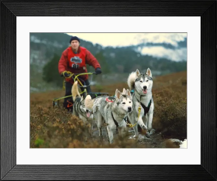 Framed Print : Husky racing at Aviemore, Scotland Framed Print : Husky racing at Aviemore, Scotland