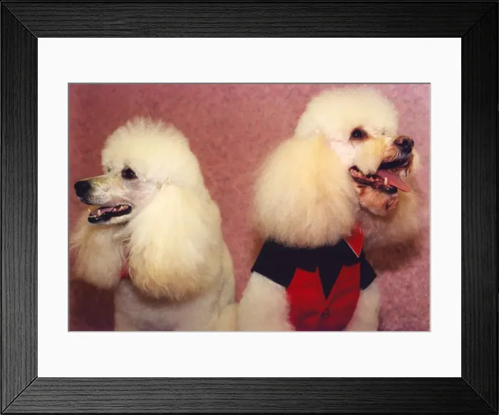 Framed Print : Poodles Tyson and Lee who have been pampered Framed Print : Poodles Tyson and Lee who have been pampered