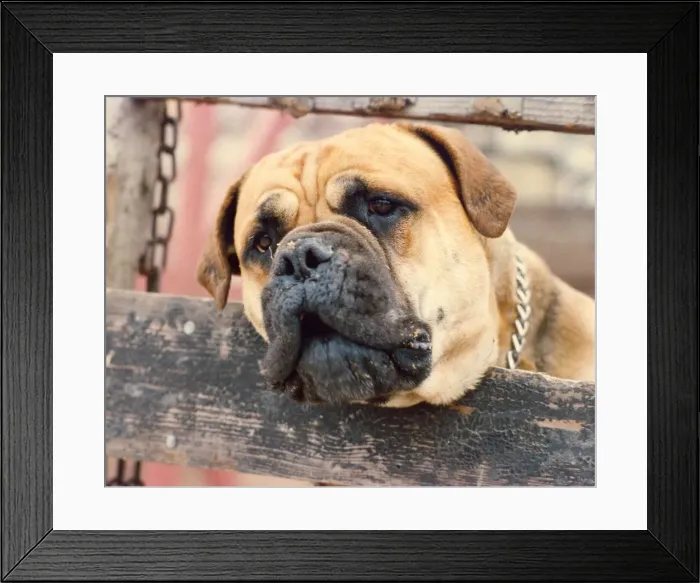 Framed Print : A rather dirty Bull Mastiff Framed Print : A rather dirty Bull Mastiff