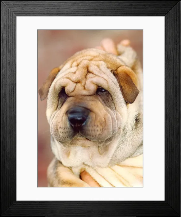 Framed Print : A Shar-Pei puppy, what a beautiful face Framed Print : A Shar-Pei puppy, what a beautiful face