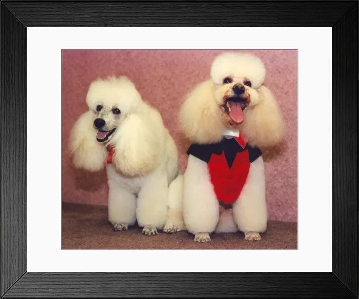 Framed Print : Poodles Tyson and Lee who have been pampered Framed Print : Poodles Tyson and Lee who have been pampered