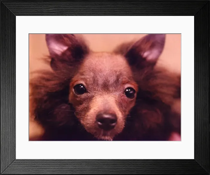 Framed Print : Charlie the Pomeranian