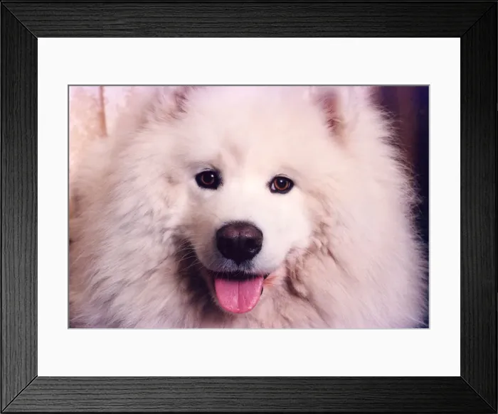 Framed Print : Lib - An eight stone Siberian Husky or Samoyed Framed Print : Lib - An eight stone Siberian Husky or Samoyed