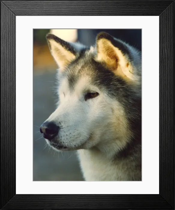 Framed Print : A Husky waiting patiently to race Framed Print : A Husky waiting patiently to race