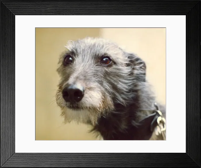 Framed Print : Woolly the RSC dog, Lurcher Framed Print : Woolly the RSC dog, Lurcher