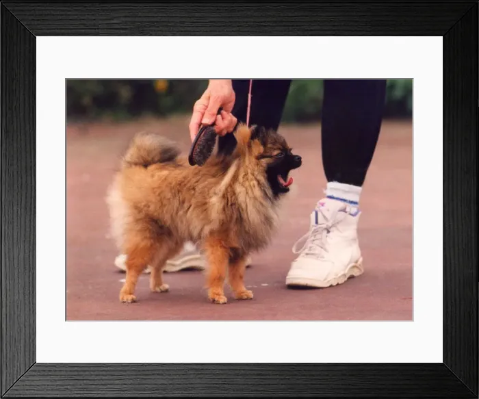 Framed Print : This Pomeranian needs alot of pampering Framed Print : This Pomeranian needs alot of pampering