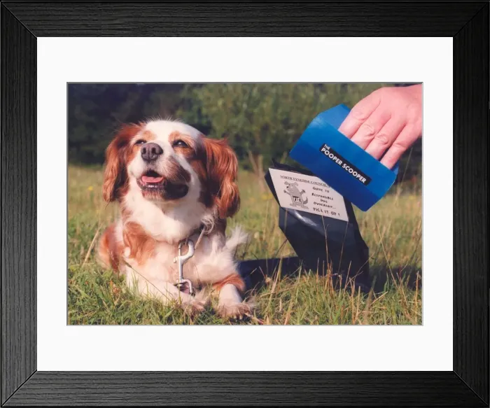 Framed Print : A Cavalier King Charles Spaniel showing how its done with a pooper scooper Framed Print : A Cavalier King Charles Spaniel showing how its done with a pooper scooper