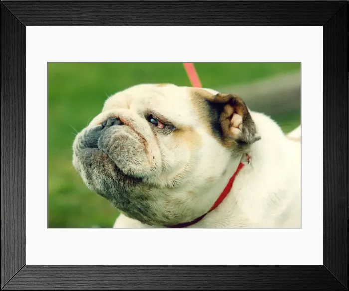 Framed Print : A British Bulldog Framed Print : A British Bulldog