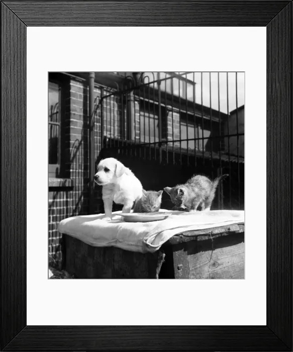 Framed Print : Animals at Prince Rock Dogs and Cats home Plymouth. August 1950 O25406-004