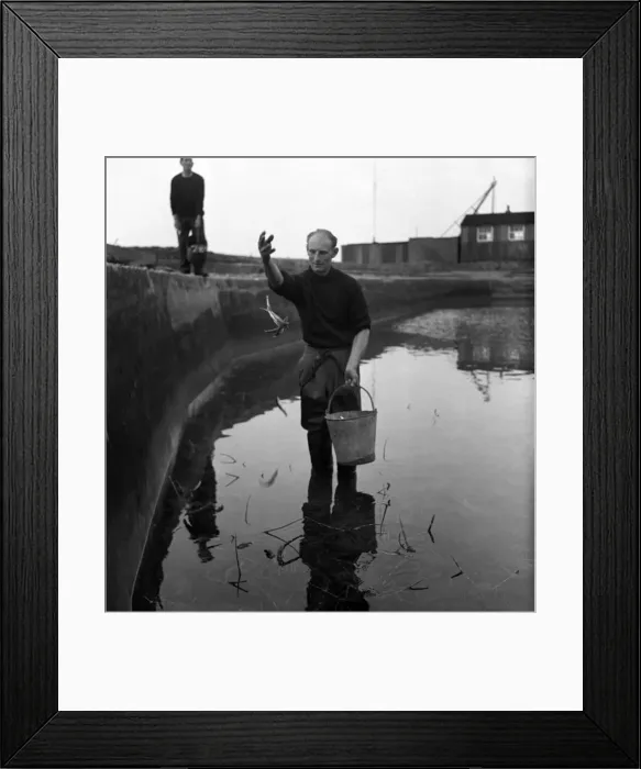 Framed Print : Richard White of London and Jack Cross look after live lobster