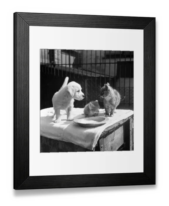Framed Print : Animals at Prince Rock Dogs and Cats home Plymouth. August 1950 O25406-008