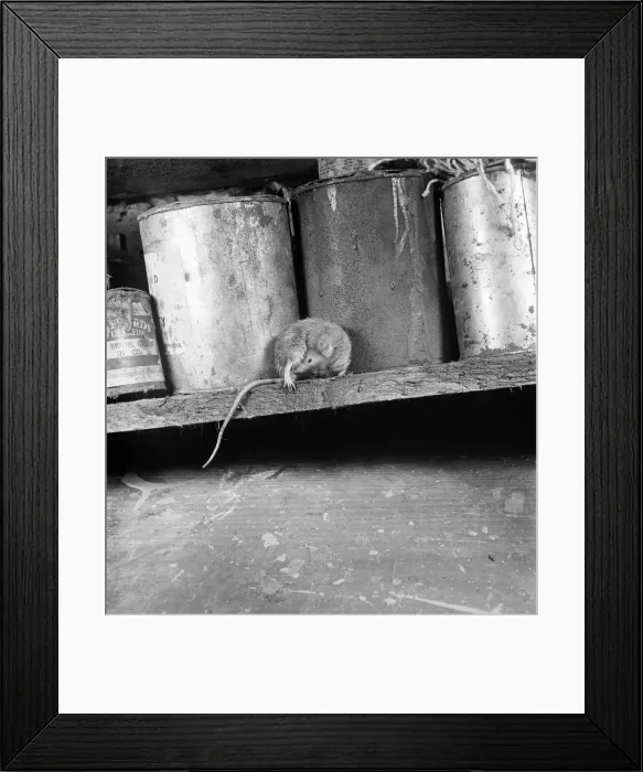 Framed Print : A mother mouse gets food for her babies by dipping her tail in a bottle of oil left in a