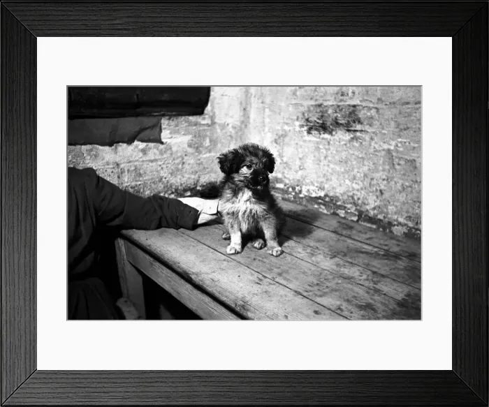 Framed Print : Dumb Friends League Fluff the puppy at dogs home in North London Framed Print : Dumb Friends League Fluff the puppy at dogs home in North London