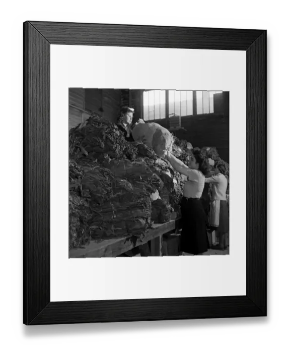 Framed Print : Women curing tobacco at the British Pioneer Tobacco Growers Association at Cookham