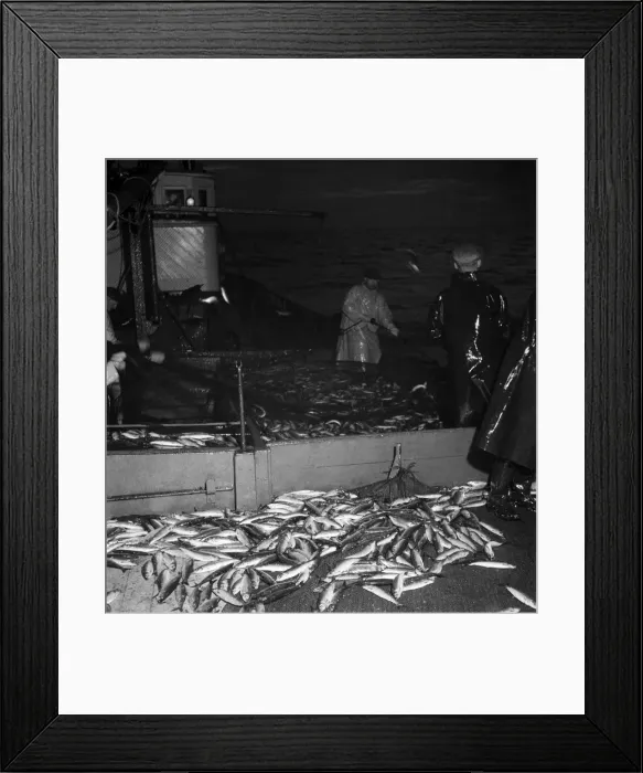 Framed Print : Herring Fishing fleet at Lerwick, Shetland Isles. June 1950 O24442-002 Framed Print : Herring Fishing fleet at Lerwick, Shetland Isles. June 1950 O24442-002