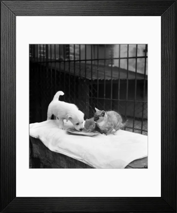 Framed Print : Animals at Prince Rock Dogs and Cats home Plymouth. August 1950 O25406-011 Framed Print : Animals at Prince Rock Dogs and Cats home Plymouth. August 1950 O25406-011