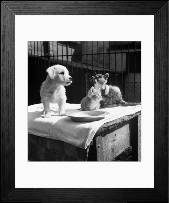 Framed Print : Animals at Prince Rock Dogs and Cats home Plymouth. August 1950 O25406-010 Framed Print : Animals at Prince Rock Dogs and Cats home Plymouth. August 1950 O25406-010