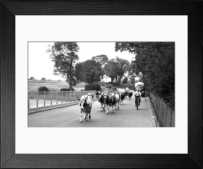 Framed Print : Cattle being moved in Astley Road, Nuneaton. 26th July 1967