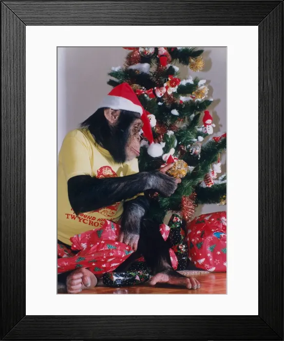 Framed Print : This chimp called Josie from Twycross zoo, Warwickshire is getting into party mood for Framed Print : This chimp called Josie from Twycross zoo, Warwickshire is getting into party mood for