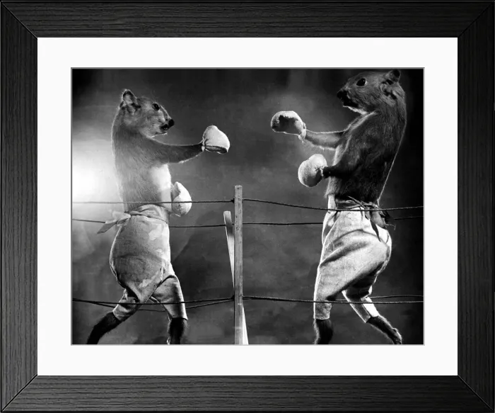 Framed Print : Animals - Squirrels - Stuffed Squirrel Light Weight Boxing Championship