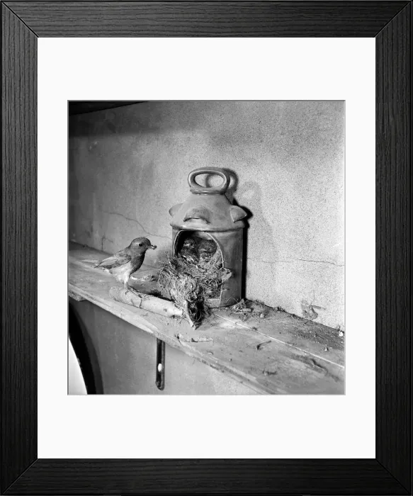 Framed Print : Robins nest in lantern. June 1952 C3036 Framed Print : Robins nest in lantern. June 1952 C3036