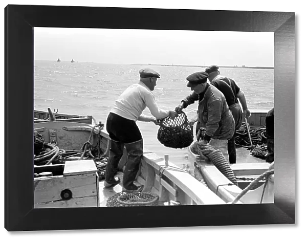 Oyster fishermen of Colchester at work in the River Blackwater and in the North Sea