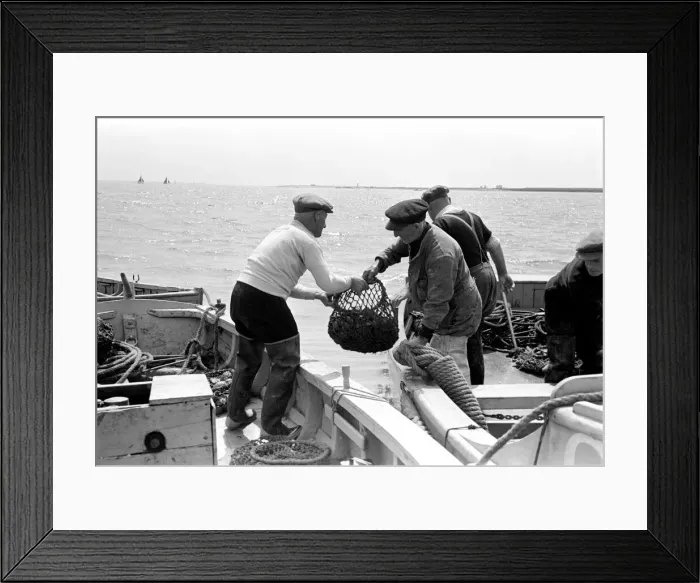 Framed Print : Oyster fishermen of Colchester at work in the River Blackwater and in the North Sea Framed Print : Oyster fishermen of Colchester at work in the River Blackwater and in the North Sea