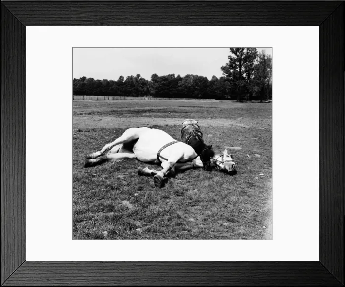 Framed Print : Two of the Smarts Circus horses in the field next to the big top rehearse their