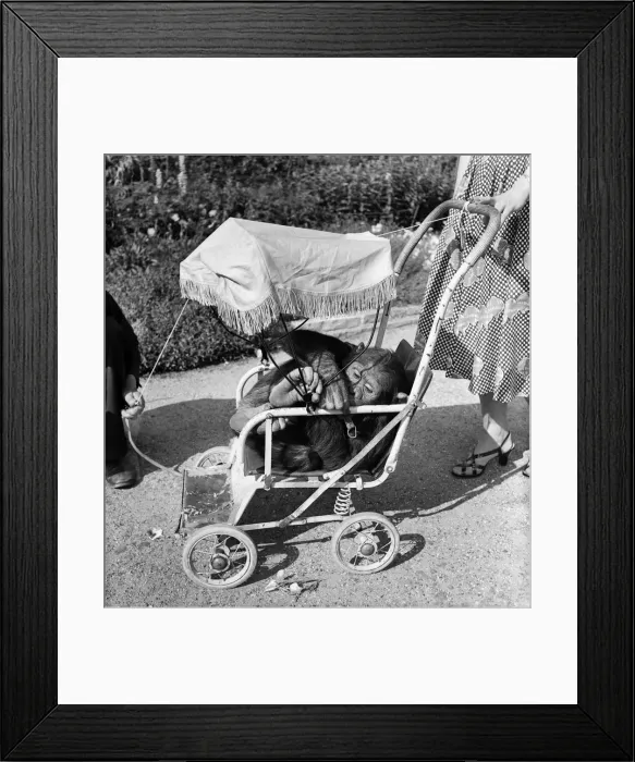 Framed Print : Chessington Zoo. Chimpanzee. Mrs Murphy'seen here touring the zoo in her pram Framed Print : Chessington Zoo. Chimpanzee. Mrs Murphy'seen here touring the zoo in her pram