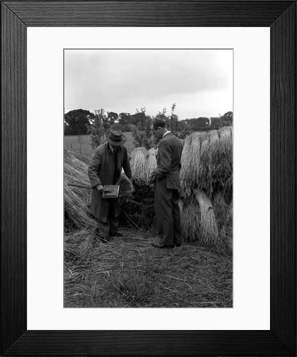 Framed Print : Reed Cutter on the Norfolk broads. Our picture shows the cutter combing the reeds Framed Print : Reed Cutter on the Norfolk broads. Our picture shows the cutter combing the reeds