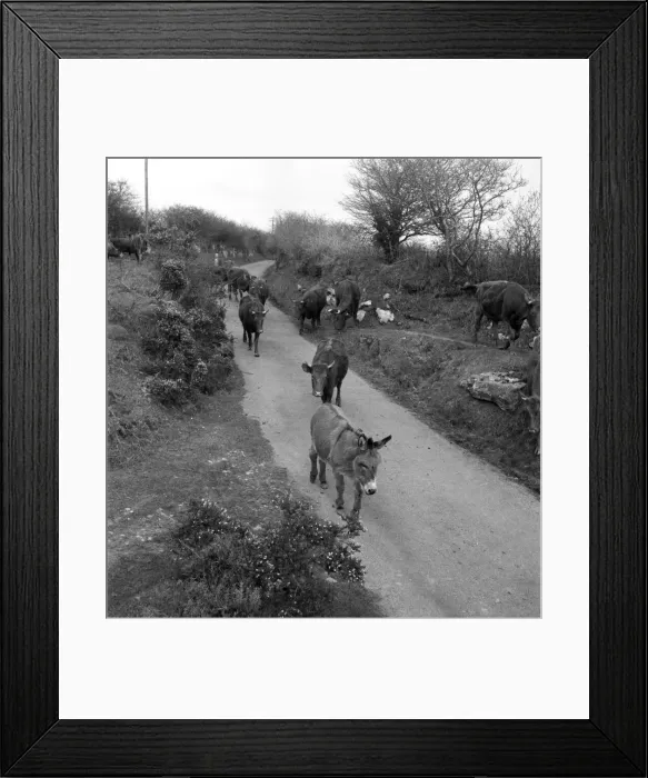 Framed Print : Pansy'the donkey leads the cows to milking sheds. April 1952 C1969 Framed Print : Pansy'the donkey leads the cows to milking sheds. April 1952 C1969