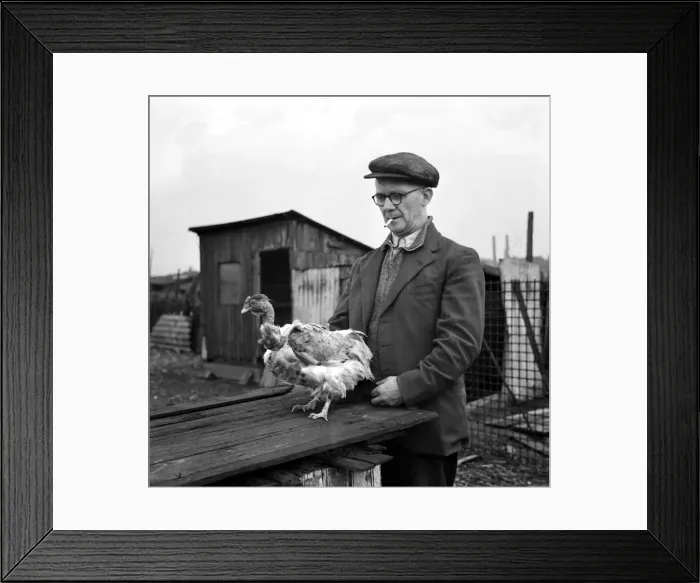 Framed Print : Walt Collins with Thelma one of the girls'assisting him to breed churkeys Framed Print : Walt Collins with Thelma one of the girls'assisting him to breed churkeys