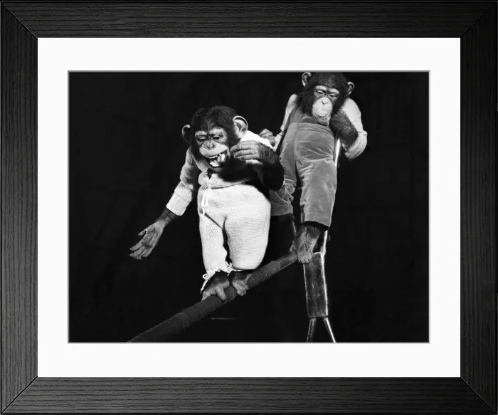 Framed Print : Bobo & Pepe the chimps. April 1952 C1740-002 Framed Print : Bobo & Pepe the chimps. April 1952 C1740-002