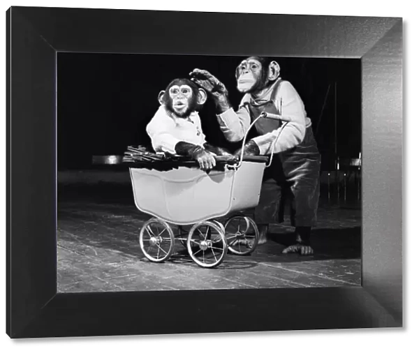 Bobo & Pepe the chimps. April 1952 C1740-001