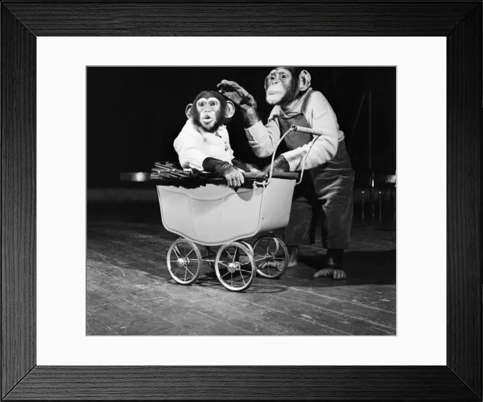Framed Print : Bobo & Pepe the chimps. April 1952 C1740-001 Framed Print : Bobo & Pepe the chimps. April 1952 C1740-001